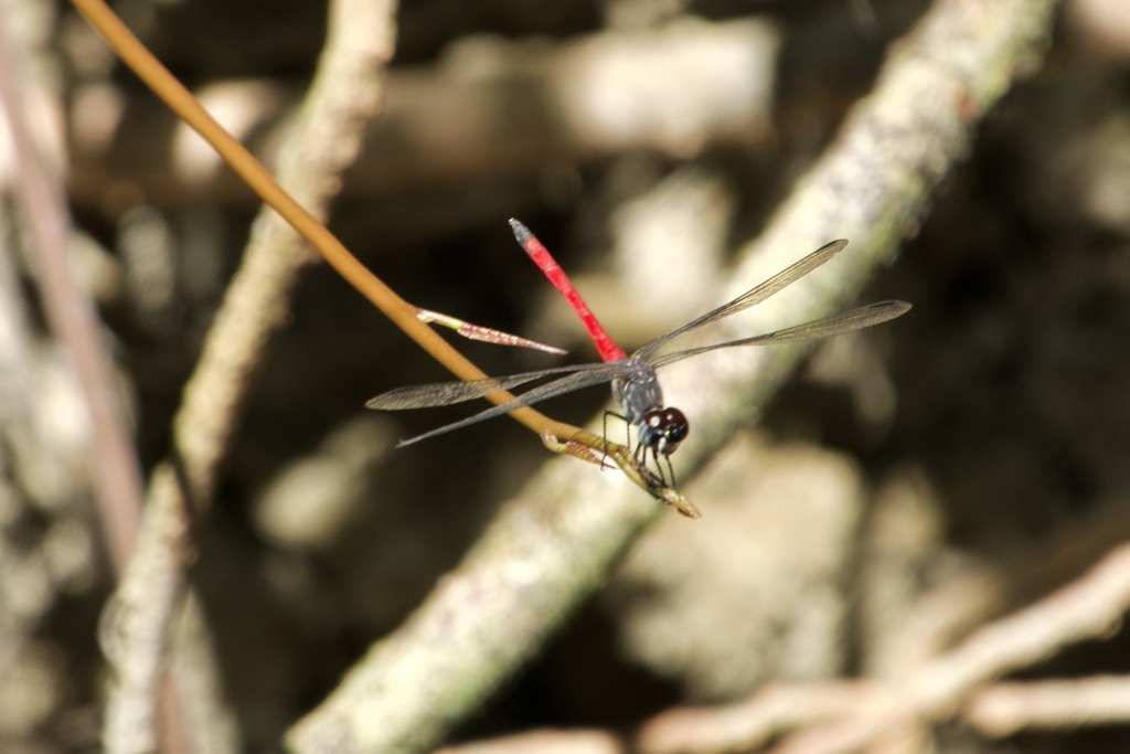Agrionoptera cynthiae
