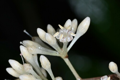 Quiebrahacha (Stylogyne lateriflora)