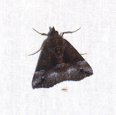 Hypena caeruleanotata