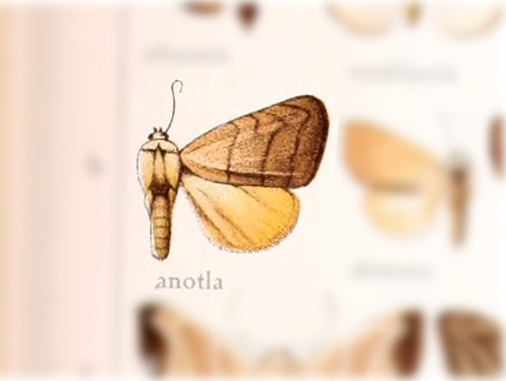 Bagisara anotla