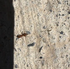Forelius pruinosus
