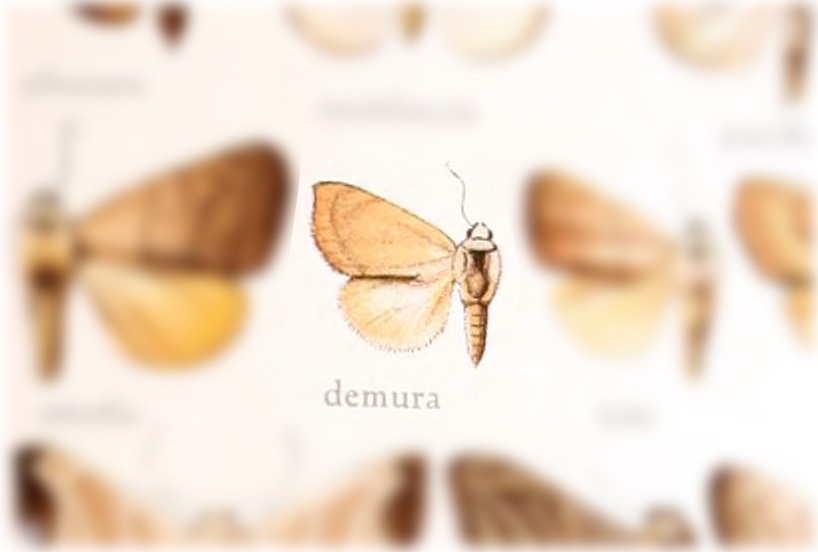 Bagisara demura
