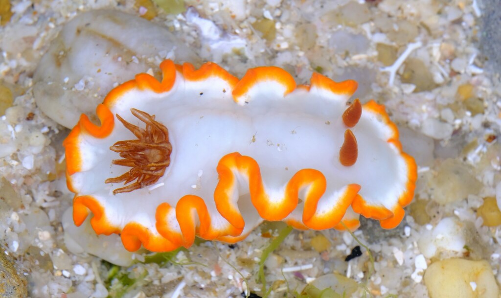 Ardeadoris averni