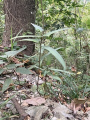 Ficus tannoensis, photograph (c) 張家瑜, some rights reserved (CC BY)