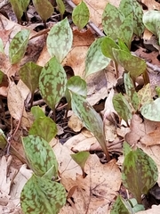Erythronium americanum