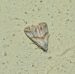 Eublemma rivula