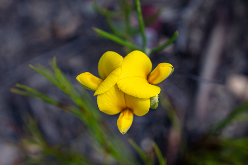 Kogelberg SIlverpod (Argyrolobium aciculare)