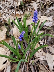 Muscari botryoides