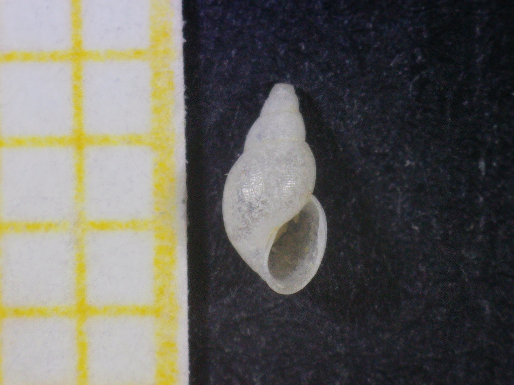 Ondina warreni