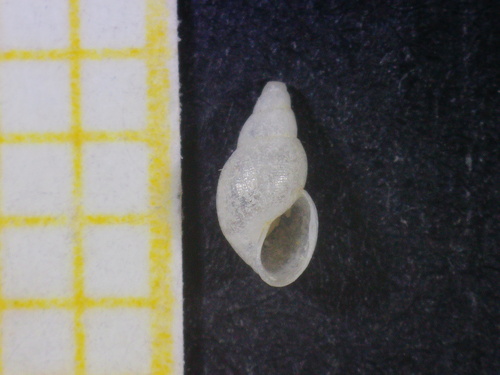 Representative image of Ondina warreni