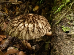 Pluteus readiarum