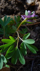 Corydalis intermedia