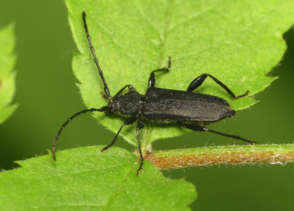 Ropalopus macropus