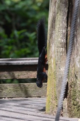 Callosciurus prevostii