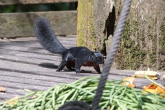 Callosciurus prevostii