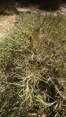 Genista salzmannii