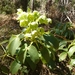 Corsican Hellebore - Photo (c) aulax, some rights reserved (CC BY-NC), uploaded by aulax