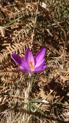 Crocus corsicus