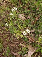 Valerianella radiata