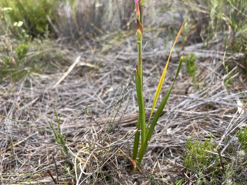 Image of Watsonia zeyheri by (c) Charleen Brunke, some rights reserved (CC BY)
