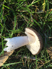 Amanita nothofagi