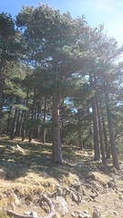 Pinus nigra laricio