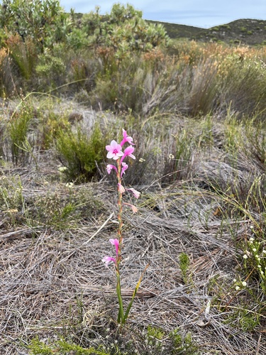 Image of Watsonia zeyheri by (c) Charleen Brunke, some rights reserved (CC BY)