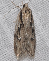 Semioscopis aurorella