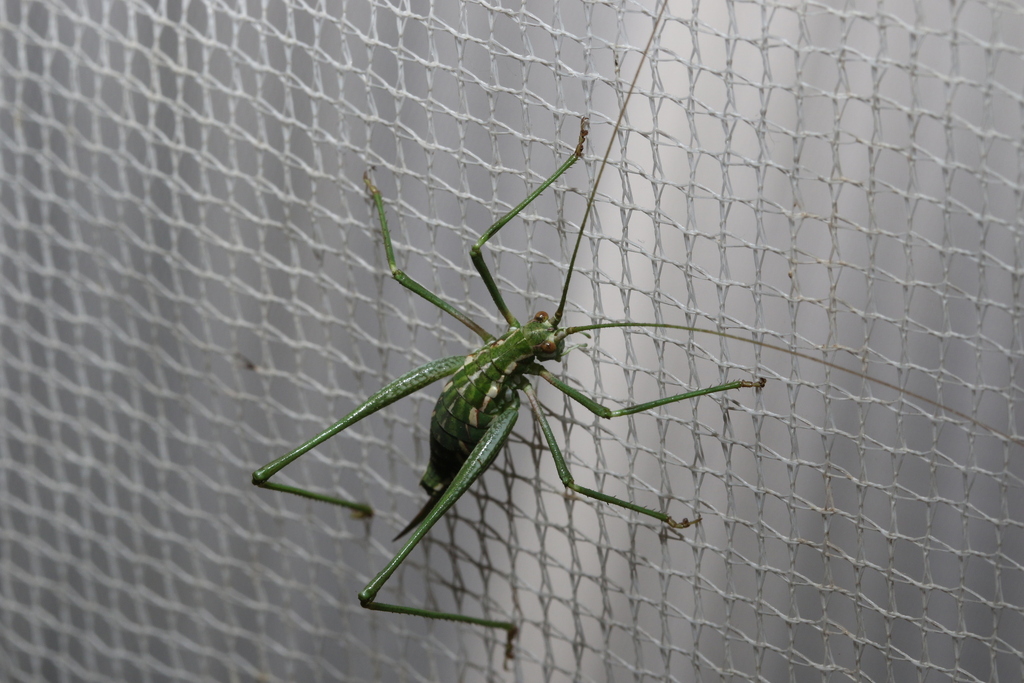 Letsatsi Insect Winter Leaf Katydids from Overberg District Municipality, South Africa ...