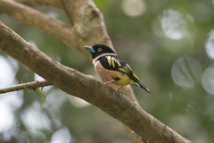 Eurylaimus ochromalus