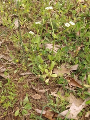 Valerianella radiata
