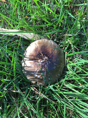 Amanita nothofagi