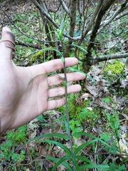 Fritillaria micrantha