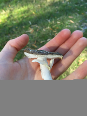Amanita nothofagi