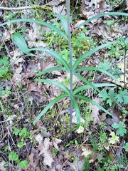 Fritillaria micrantha