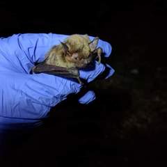 Myotis velifer