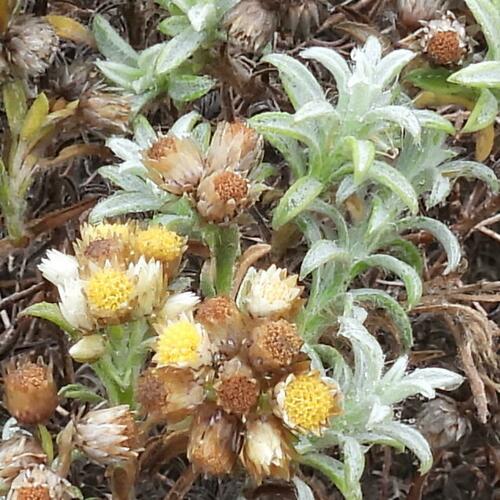 Achyranthemum argenteum, photograph 6