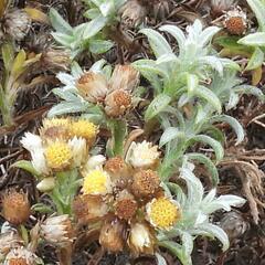 Achyranthemum argenteum, photograph (c) Henry de Lange, some rights reserved (CC BY)