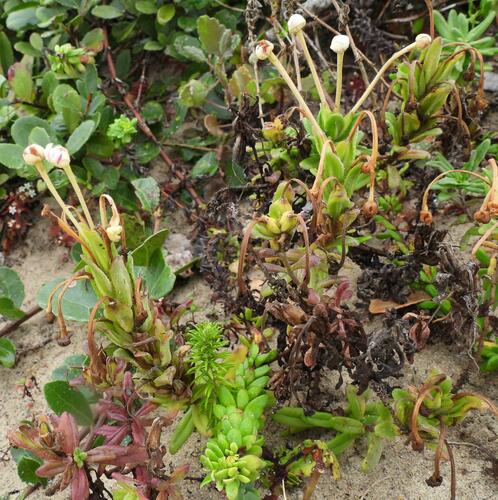 Coastal Drumsticks (Zaluzianskya maritima)