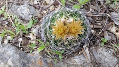 Escobaria missouriensis