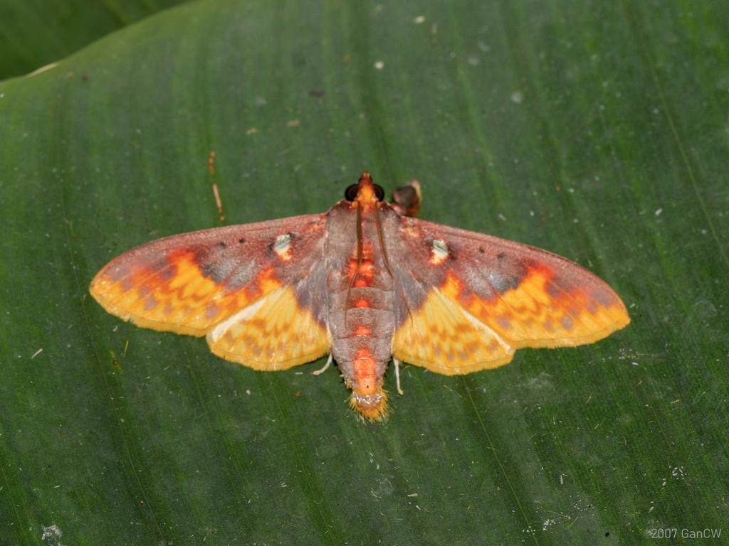 Polygrammodes