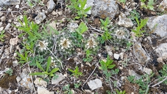 Escobaria missouriensis