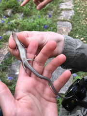 Plestiodon tetragrammus