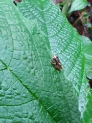 Pristimantis appendiculatus