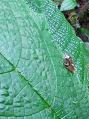 Pristimantis appendiculatus