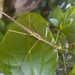 Haplopus micropterus - Photo (c) Martin Reith, algunos derechos reservados (CC BY-NC), subido por Martin Reith