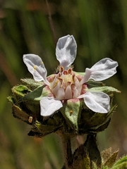 Horkelia cuneata