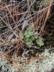 Capnoides sempervirens