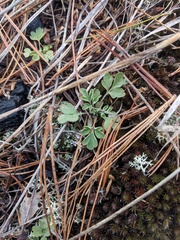 Capnoides sempervirens