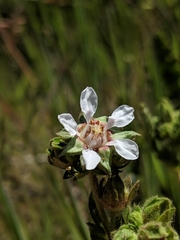 Horkelia cuneata